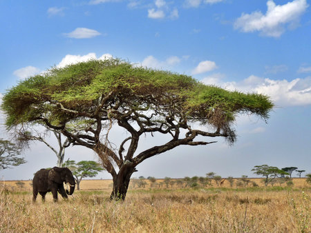 Elephant under acacia tree on savannah Serengeti National Park, Kenyaの写真素材