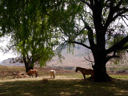 Horses in the shade under the trees in the countryside, South Africaの写真素材