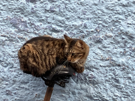 Close up of tabby cat sitting on bike seat, Essaouira medina, Morocco. High quality photoの写真素材