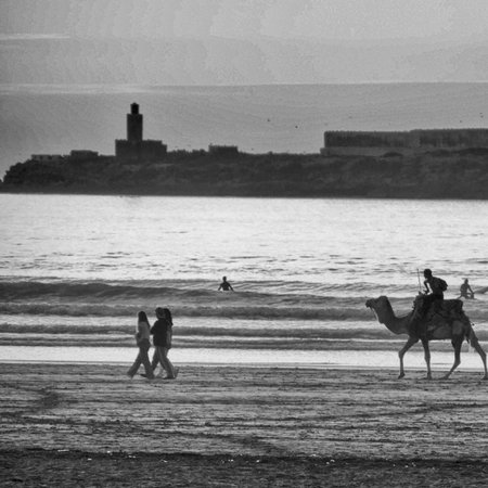 Black and white sunset beach scene with camel, Essaouira, Moroccoの写真素材