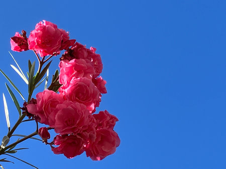 Vertical close up of vibrant pink camellia blooms, blue sky copy space