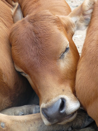 Close up of face of a sleeping brown calf resting between two othersの写真素材