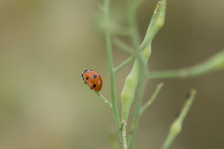 A Lady Bug perched on the end of a plant stem.の写真素材