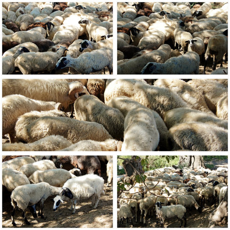 Herd of lambs collage