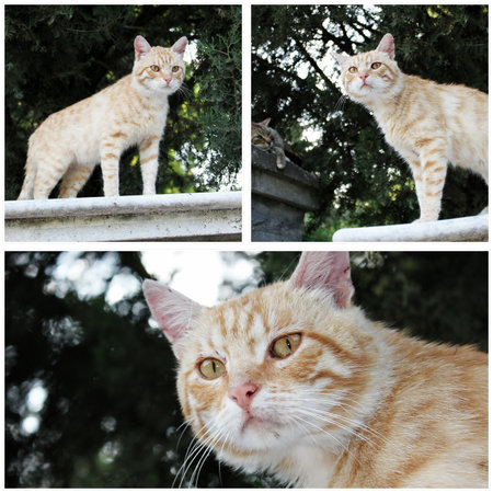 Cute cat collageの写真素材