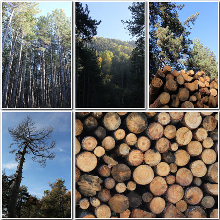 Forest and Woodの写真素材