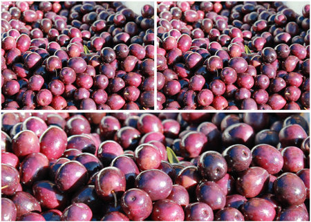 Fresh olives collageの写真素材