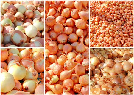 Raw onions collageの写真素材