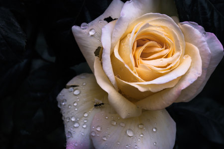 Romantic isolated yellow rose with droplets of waterの写真素材