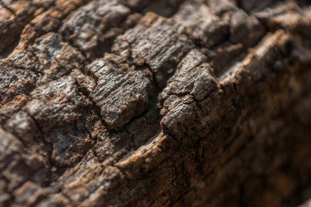 a closeup of bark texture