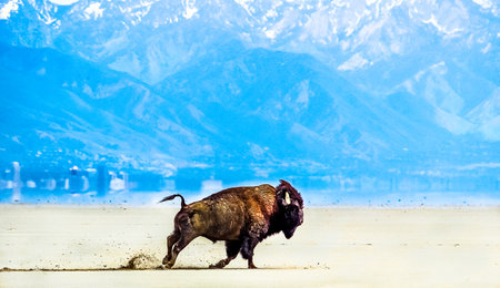 Great Salt Lake Bisonの写真素材