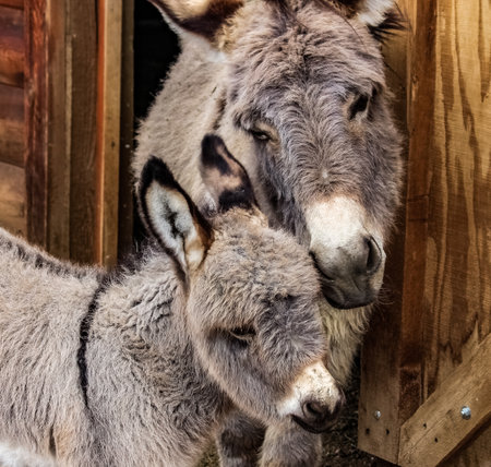 Maternal Love