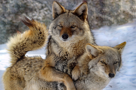 Coyote Love