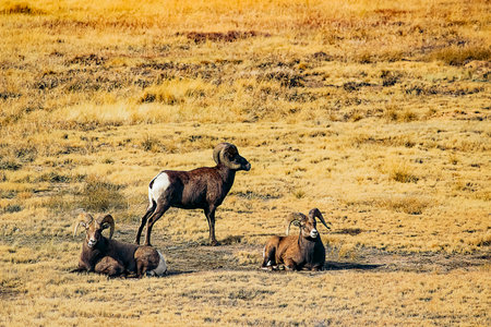 Big Horn Sheepの写真素材