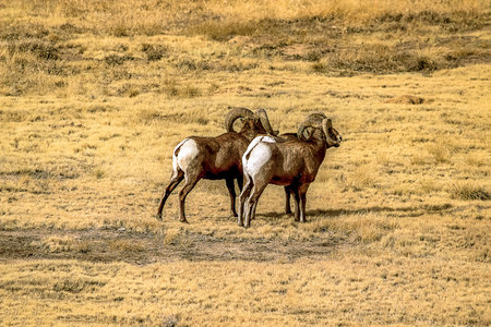 Big Horn Sheepの写真素材