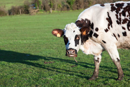 Cow staring at me の写真素材