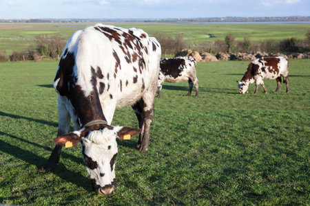Cows in autumnの写真素材