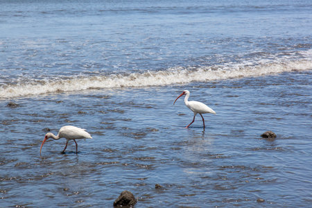 White Ibis from Costa Ricaの写真素材