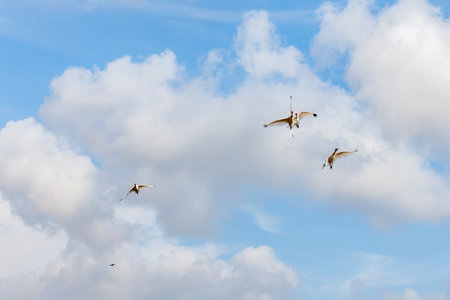 Sea birds danceの写真素材