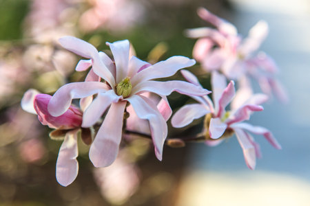 Beautiful flower by springの写真素材