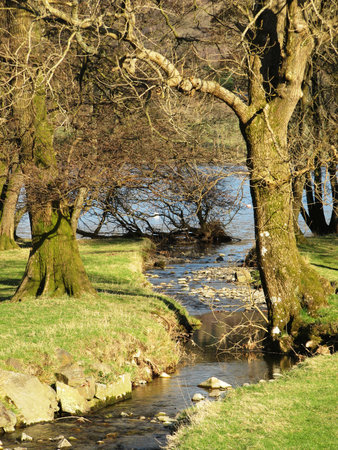 tree lined streamの写真素材