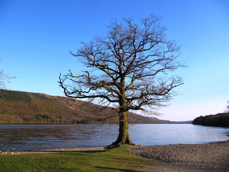 Tree by a lakeの写真素材