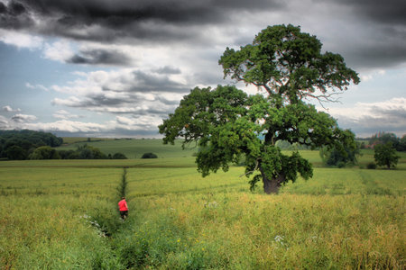 tree in a fieldの写真素材