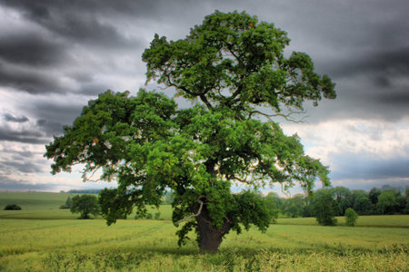 tree in a fieldの写真素材