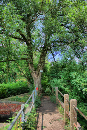 Bridge leading to a woodの写真素材