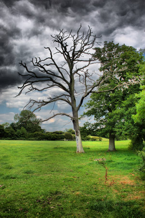 Dead tree under a moody skyの写真素材
