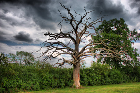Dead tree under a moody skyの写真素材