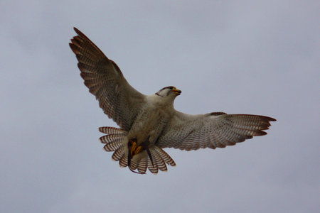 Bird in flightの写真素材