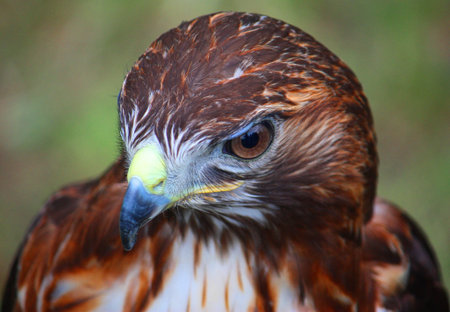 Harris Hawkの写真素材