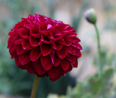 red dahliaの写真素材