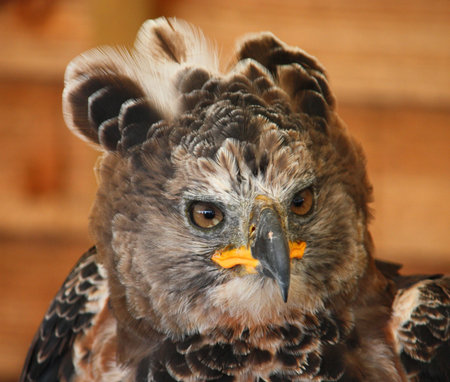 African Crowned Eagleの写真素材