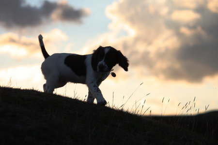an English Springer Spaniel at sunset