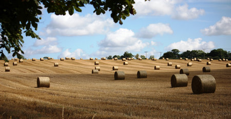 bales in a fieldの写真素材