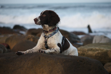Working English Springer Spanielの写真素材