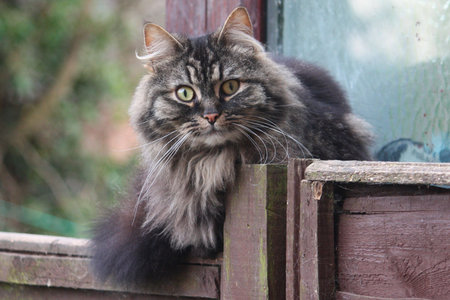 Very cute long-haired tabby catの写真素材
