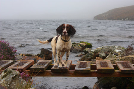 Working English Springer Spaniel standing in front of a lakeの写真素材