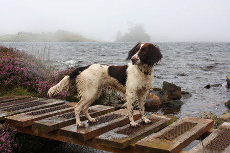 Working English Springer Spaniel standing in front of a lakeの写真素材