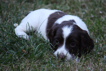 Working English Springer Spaniel puppyの写真素材