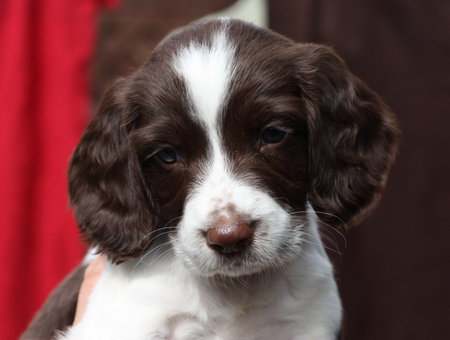 Working English Springer Spaniel puppyの写真素材