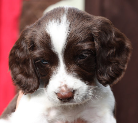 Working English Springer Spaniel puppyの写真素材