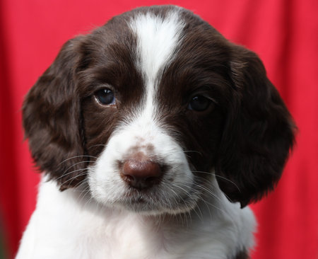 Working English Springer Spaniel puppyの写真素材