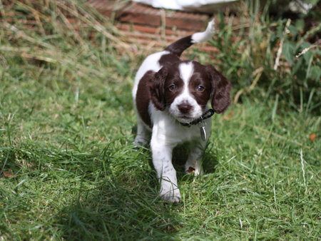 Working English Springer Spaniel puppyの写真素材