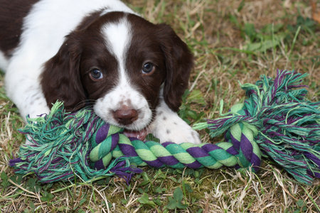 Working English Springer Spaniel puppyの写真素材