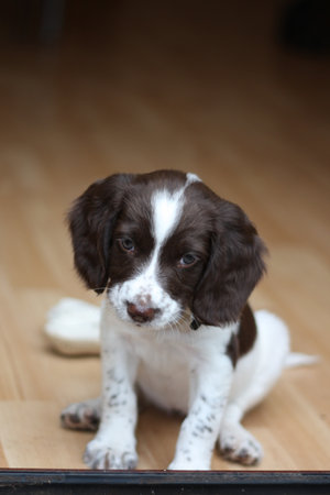 Working English Springer Spaniel puppyの写真素材