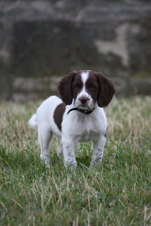 Working English Springer Spaniel puppy standing in a fieldの写真素材