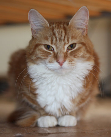 Very cute long-haired ginger catの写真素材